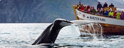 Walvis Excursie